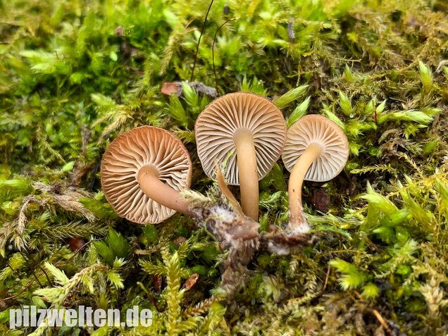 Winter-Helmling, Mycena tintinnabulum