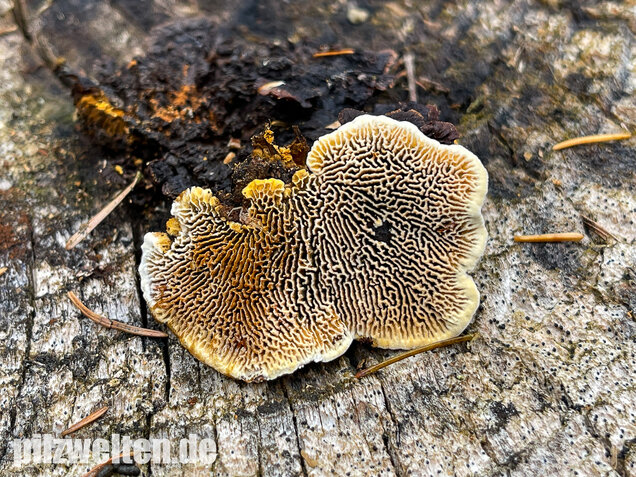 Zaunblättling, Gloeophyllum sepiarium