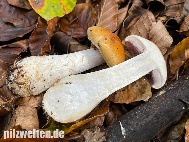 Ziegelgelber Schleimkopf, Semmelgelber Schleimkopf, Cortinarius varius