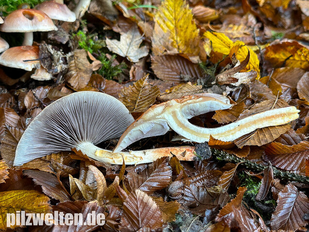 Ziegelroter Schwefelkopf, Hypholoma lateritium
