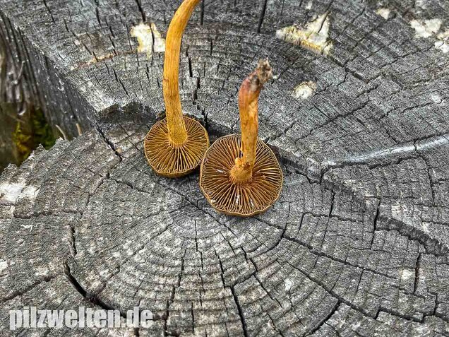 Zimthautkopf, Cortinarius cinnamomeus