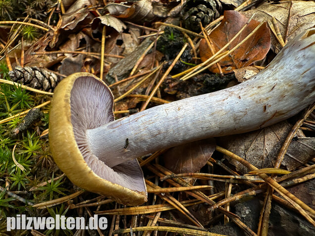 Zyanblättriger Klumpfuß, Cyanblättriger Klumpfuss, Thaxterogaster fulvo-ochrascens