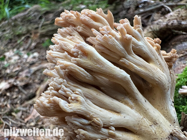Bauchwehkoralle, Blasse Koralle, Ramaria pallida