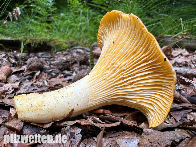 Blasser Pfifferling, Laubwaldpfifferling, Cantharellus pallens