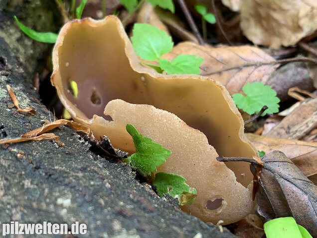 Buchenwaldbecherling, Peziza arvernensis