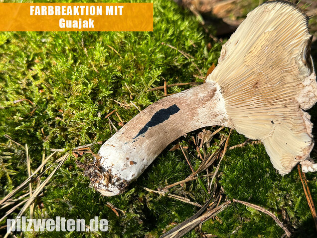 Dichtblättriger Schwärztäubling, Russula densifolia