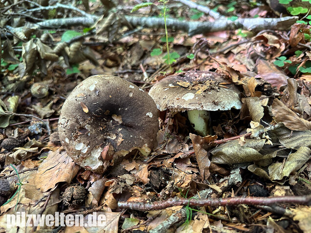Dickblättriger Schwärztäubling, Russula nigricans