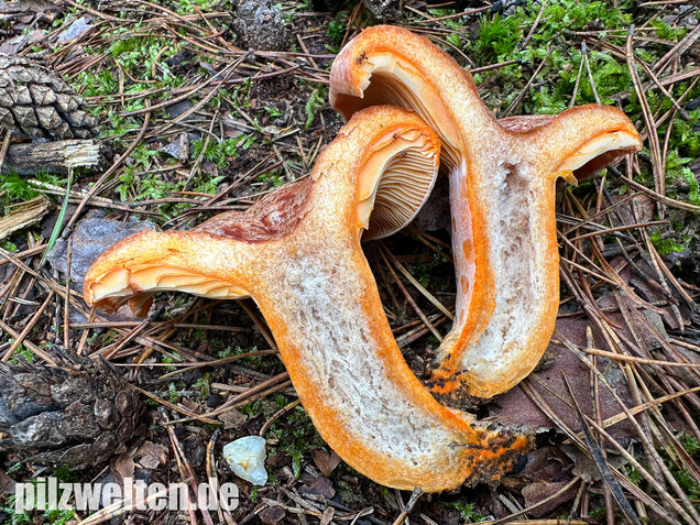 Edelreizker, Kiefernreizker, Blutreizker, Lactarius deliciosus