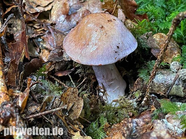 Erdigriechender Schleimkopf, Cortinarius variicolor