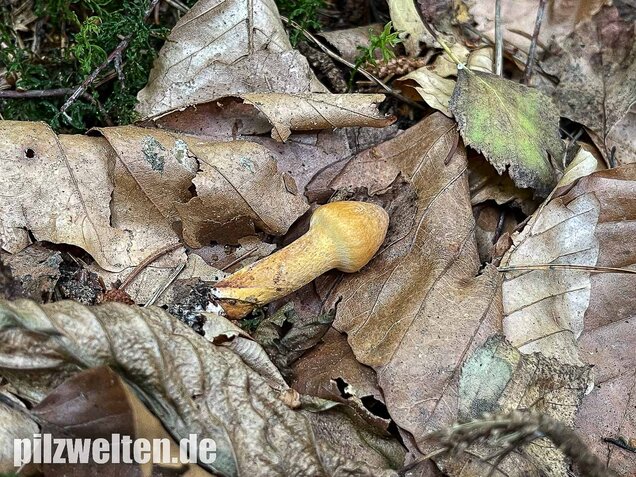 Filziger Gelbfuß, Chroogomphus helveticus