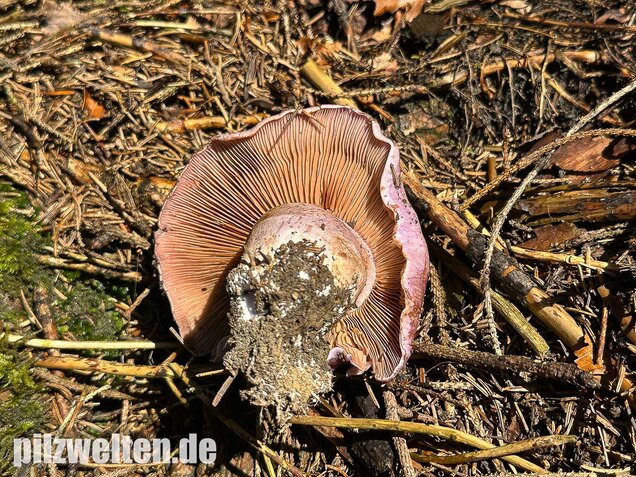 Dunkelfleckender Schleimkopf, Phlegmacium violaceomaculatum