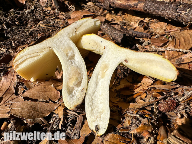 Goldtäubling, Russula aurea