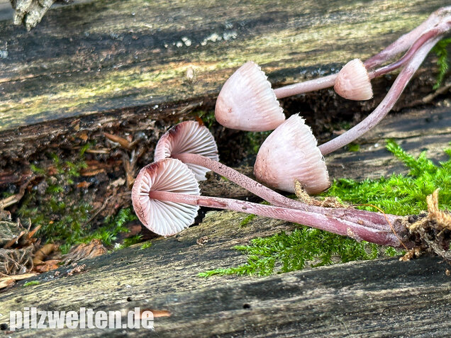 Großer Bluthelmling, Mycena haematopus