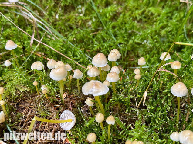 Gummihelmling, Dehnbarer Helmling, Mycena epipterygia