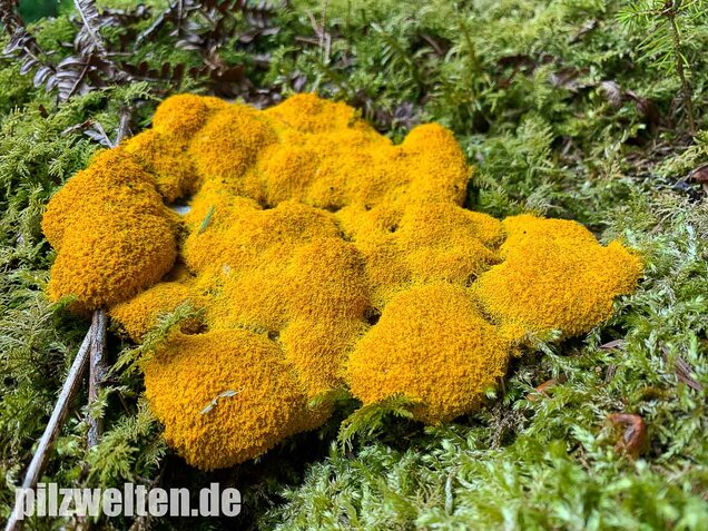 Hexenbutter, Fuligo septica