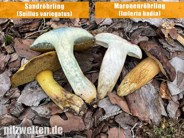 Maronenröhrling, Imleria badia