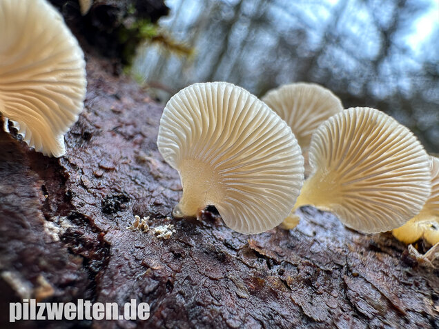 Milder Zwergknäueling, Weißer Muschelseitling, Panellus mitis