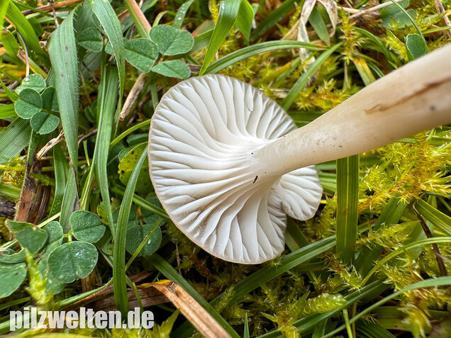 Ockerblasser Jungfernellerling, Cuphophyllus ochraceopallidus