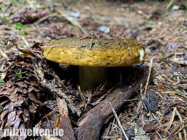 Olivbrauner Milchling, Lactarius turpis