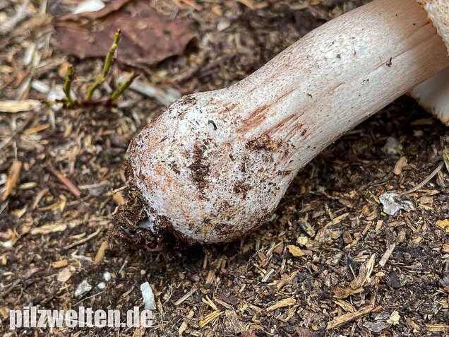 Perlpilz, Rötender Wulstling, Amanita rubescens