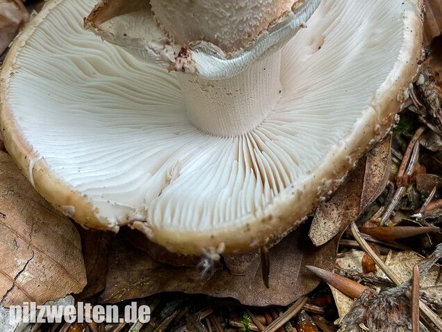 Perlpilz, Rötender Wulstling, Amanita rubescens