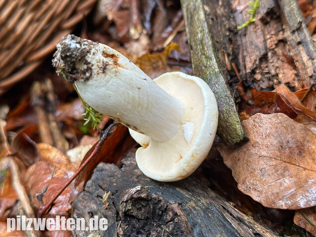 Pfeffermilchling, Lactifluus piperatus