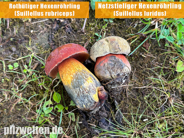 Rothütiger Hexenröhrling, Suillellus rubriceps