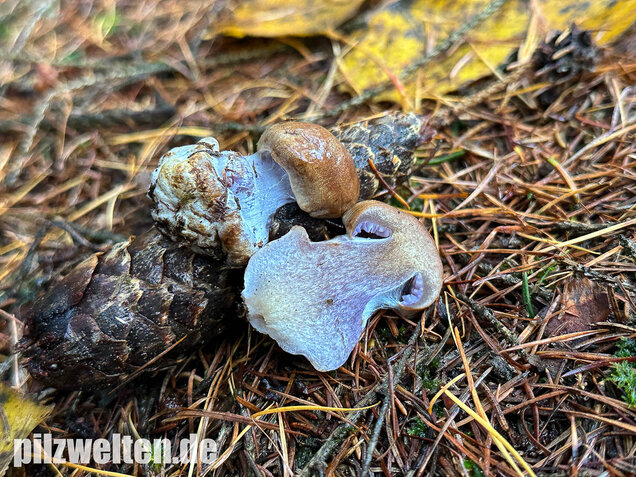Purpurfleckender Klumpfuß, Thaxterogaster purpurascens