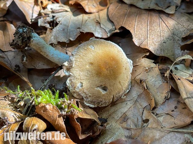 Reichbeschleierter Faserling, Psathyrella spintrigeroides