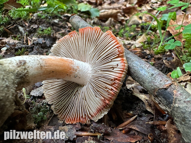 Rötender Risspilz, Schamroter Risspilz, Inocybe godeyi