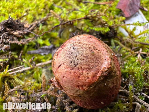 Rötlicher Wurzeltrüffel, Rhizopogon roseolus