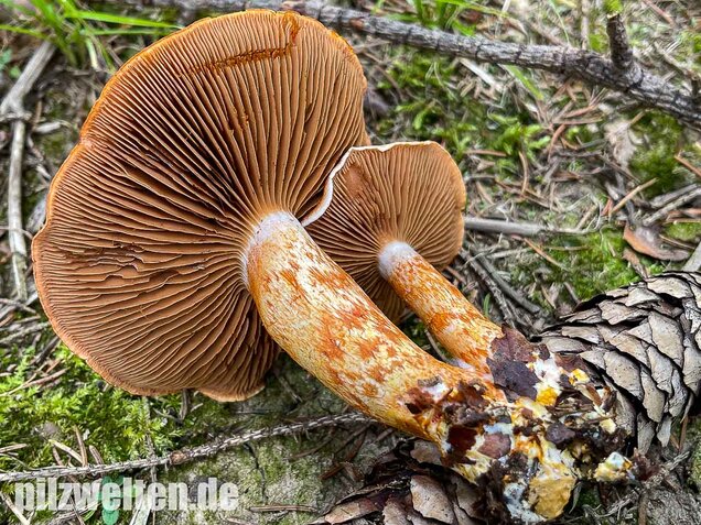 Rotschuppiger Raukopf, Cortinarius bolaris