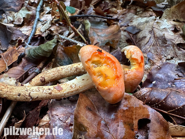 Safranroter Schüppling, Safranschüppling, Pyrrhulomyces astragalinus