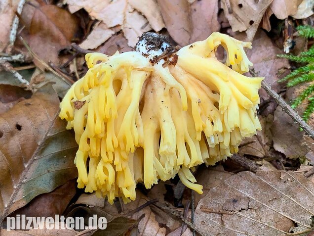 Schwefelgelbe Koralle, Ramaria flava