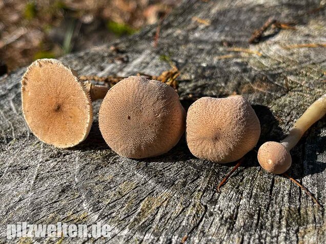 Starkriechender Körnchenschirmling, Cystoderma carcharias