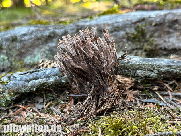 Stinkender Warzenpilz, Stinkende Lederkoralle, Thelephora palmata