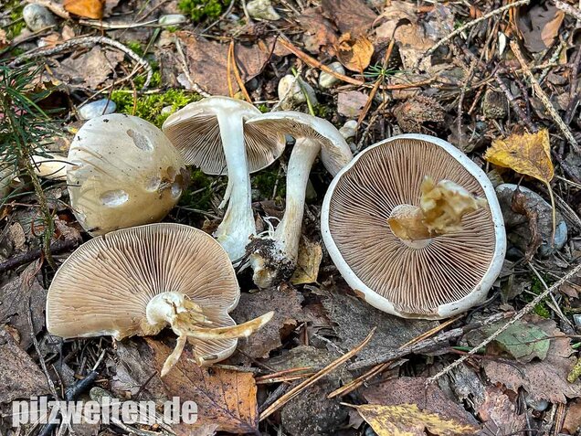 Tonblasser Fälbling, Hebeloma crustuliniforme