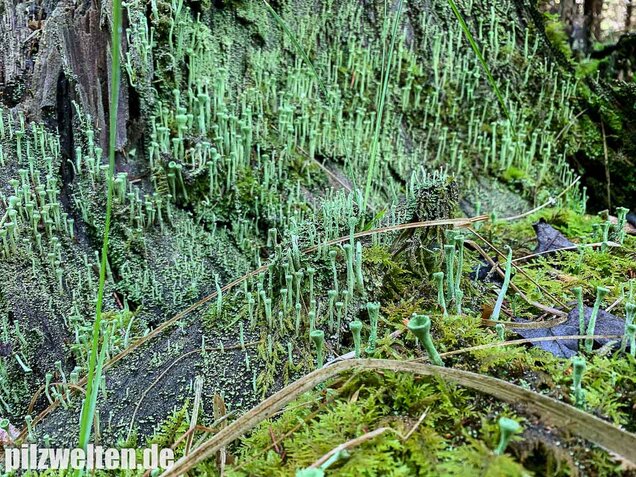 Trompetenflechte, Cladonia fimbriata