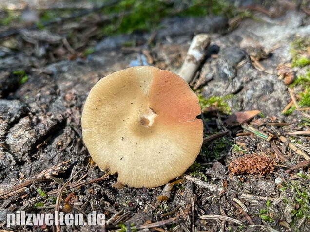 Weidenrötling, Entoloma sericatum