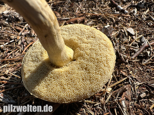 Weißer Birkenpilz, Leccinum holopus