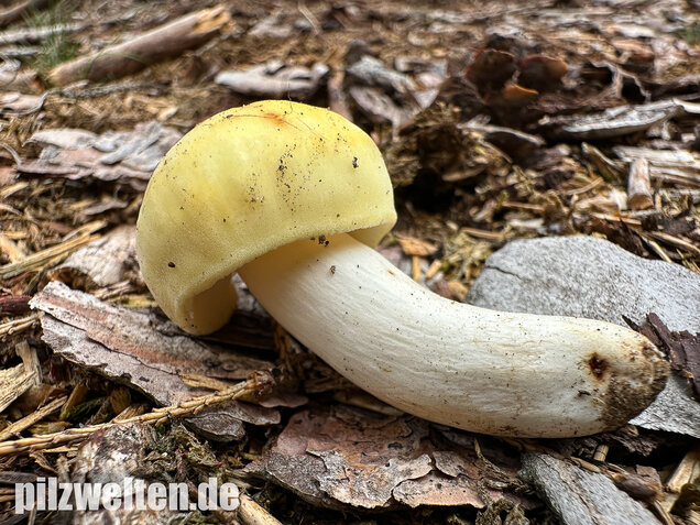 Weißstieliger Ockertäubling, Russula citrina / Russula violeipes var. citrina