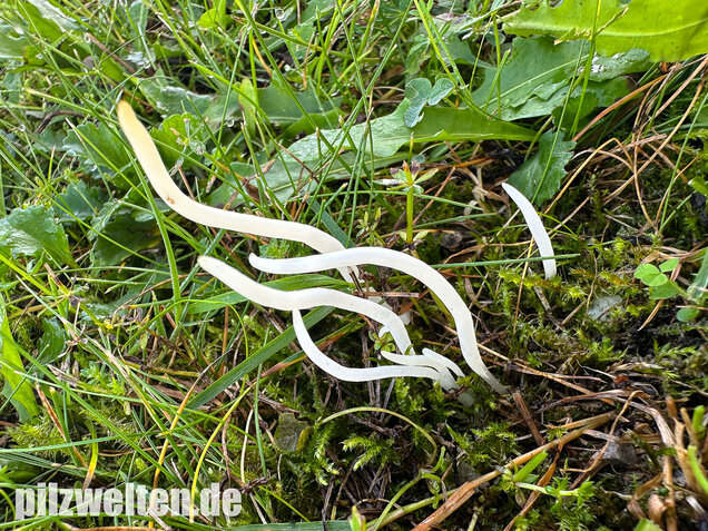 Wiesenkeule, Wurmförmige Keule, Clavaria fragilis