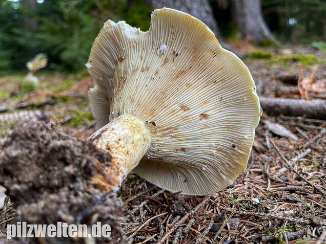 Wolliger Milchling, Lactifluus vellereus
