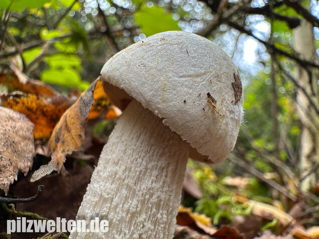 Wollstieliger Raufußröhrling (weiße Form), Leccinum cyaneobasileucum
