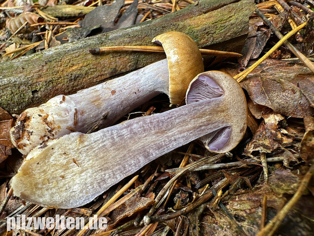 Zyanblättriger Klumpfuß, Cyanblättriger Klumpfuss, Thaxterogaster fulvo-ochrascens