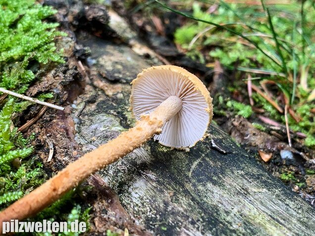 Amiant-Körnchenschirmling, Cystoderma amianthinum