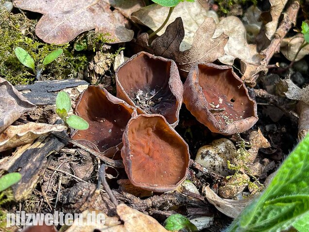Anemonenbecherling, Sklerotienbecherling, Dumontinia tuberosa