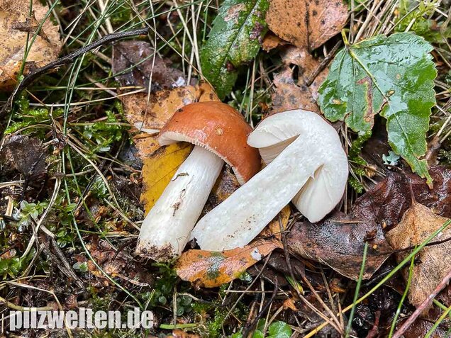 Apfeltäubling, Russula paludosa