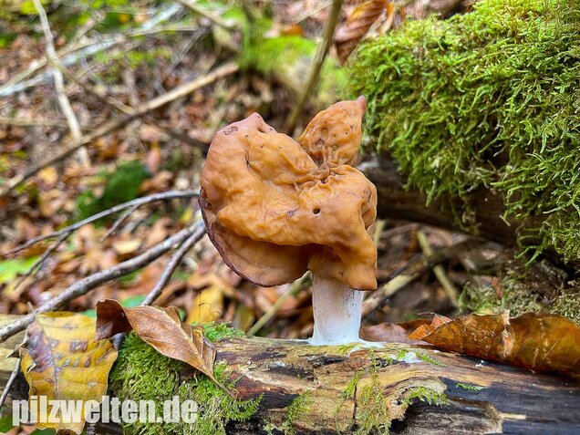 Bischofsmütze, Gyromitra infula