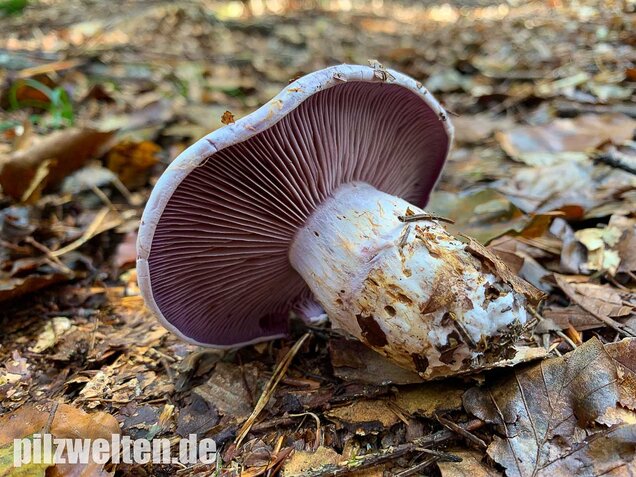 Bocksdickfuß, Cortinarius camphoratus